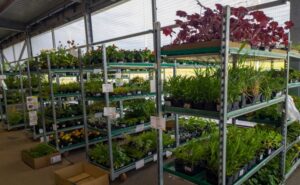 Showcases and shelves in the garden center with seedlings, decor and goods for the garden in the shopping mall. 03 June 2022, Minsk, Belarus