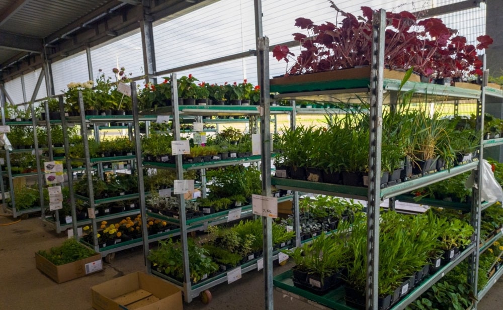 Showcases and shelves in the garden center with seedlings, decor and goods for the garden in the shopping mall. 03 June 2022, Minsk, Belarus