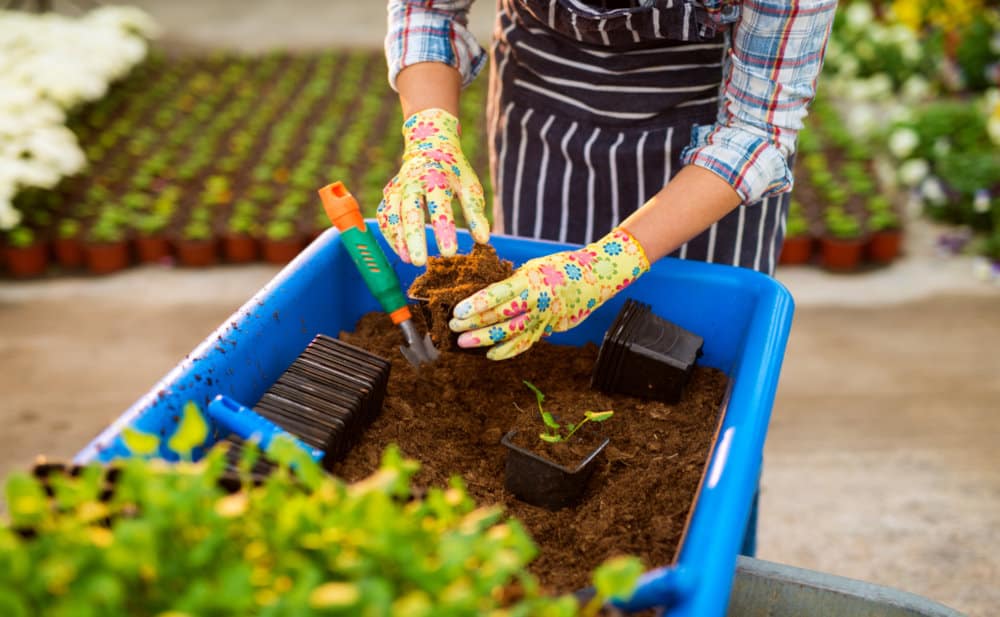 Close up of florist female preparing young plant in the flowerpots with gloves and tools for gardening.